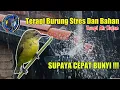 Download Lagu Terapi BURUNG Macet BUNYI,untuk burung sogon stres dan ombyokan