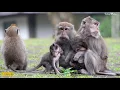 Download Lagu Kom na verveling in de boom naar beneden en speel in het open veld #cutelittlemonkey