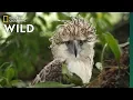 Download Lagu Watch an Endangered Philippine Eagle Chick Grow Up in Rare Video | Nat Geo Wild