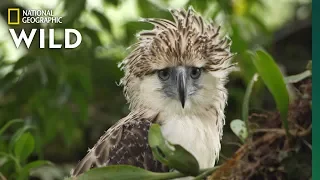 watch an endangered philippine eagle chick grow up in rare video nat geo wild