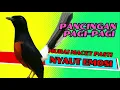 Download Lagu PANCINGAN PAGI-PAGI AGAR MURAI GACOR❗❗ MURAI MACET PASTI NYAUT EMOSI❗❗