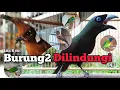 Download Lagu Burung kicau dilindungi, bagian 2 ‼️ Bahas 10 jenis burung. MP3
