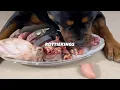 Raw meat feeding Raw feeding my rottweiler