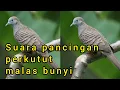 Download Lagu Suara perkutut gacor, pancingan perkutut yang malas bunyi