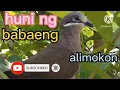 Lagu White eard brown dove (alimokon) Bird calling  sounds #akobicolTv