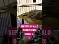 Download Lagu Melihat warna bulu burung cucak koreng dengan dekat 🐦#bubupatiand #shorts #short