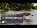 Download Lagu Amazon Heat Wave Claims Dolphin Lives