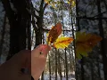 Download Lagu Autumn Leaves Don’t Fall  🍁AutumnLeaves  #RelaxationHorizon  #FallAesthetic  #CalmShorts