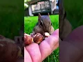 Download Lagu Cutest chipmunk #chipmunk #shorts #funny #fyp