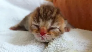 feeding 7 hungry kittens lulu goes first please turn on subtitles