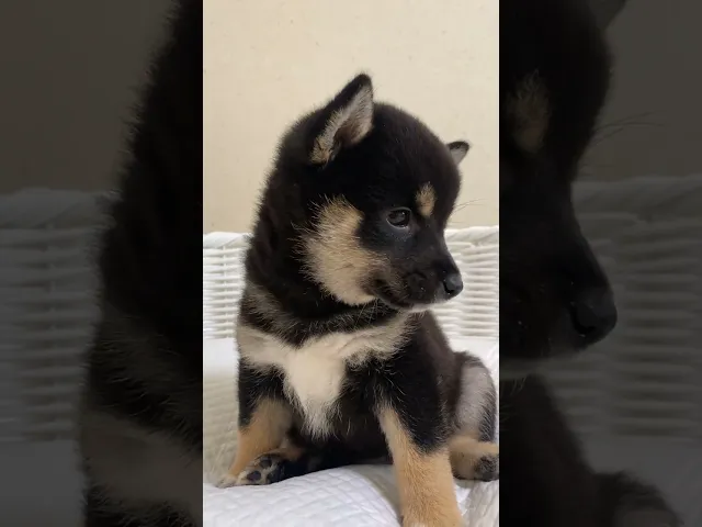 動画