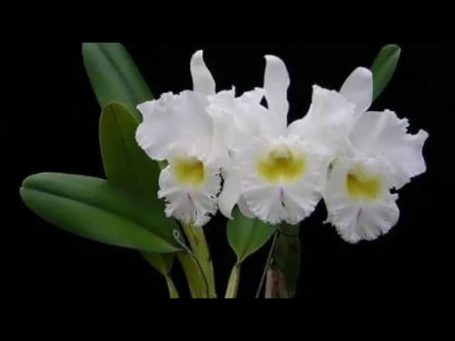 COMO PLANTAR UMA ORQUÍDEA? DICAS PARA INICIANTES