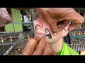 Download Lagu 💈$.70 STREET BARBERSHOP SHAVE in Yogyakarta INDONESIA 🇮🇩 4K