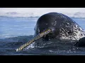 Lagu Narwhal - The Unicorn Of The Sea / Documentary