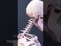 Cervical Vertebrae Anatomy