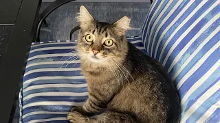 Meet SQUATCH... a New Cat Family Member?!