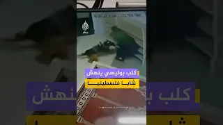 كلب بوليسي يهاجم فلسطينيا أثناء اقتحام قوات الاحتلال الإسرائيلي مسجدا في ترقوميا بالضفة الغربية دندنها