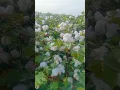 2024 cotton seeds off Rehbar seed
