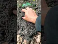 Download Lagu what kind of insect is this do you know#insects #centipede #millipede #shortvideo #trending
