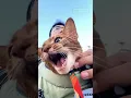 Download Lagu Kitten loves to blab
