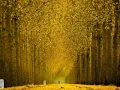 Alexandre Desplat  The Wonder Of Life