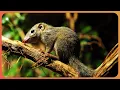 Download Tswapong | Botswana's Wild Kingdoms | Real Wild Documentary mp4 3gp mp3 videos - waplic