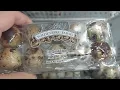 Quail eggs 2 99 H Market Tigard Oregon 2024