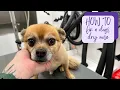Say Goodbye to Dry and Cracked Dog Noses Introducing This Healing ProducT