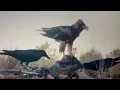 Cowboy - Short Film
