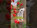 Beautiful good morning images