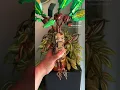 Download Lagu LEGO MANDRAKE SET💚🫦  #lego #legoharrypotter #afol #mandrake #mandragora