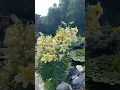 Download Lagu Lilies galore! #lilies #backyard #flowers #mybeauties