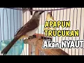 Lagu Pancingan trucukan BETINA MEMANGGIL JANTAN Trucukan Apapun akan jadi gacor