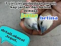 Lagu 7ciri ciri perbedaan jantan dan betina emprit kaji dewasa