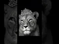 Download Lagu It was a groovy kind of love! No doubt! #music #80smusichits #philcollins #lioness #lion#groovy