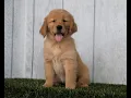 Golden Retreivers