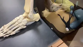 Tarsals Metatarsals and Palanges