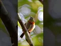 Download Lagu Suara burung Pygmy Antwren dalam 4K — siulan langka dari kanopi pohon Amazon #suaraburung #kicauburung
