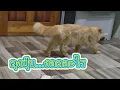 Download Lagu ลุงปุ้น...งอลอะไร#แม่เกียงเลี้ยงแมวจร#แมวจร