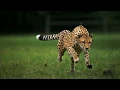 Download Lagu Cheetah Running In Slow Motion
