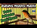 Sikatan Mugimaki Gacor Ngoceh
