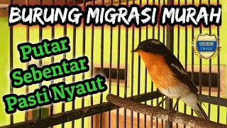 sikatan mugimaki gacor ngoceh