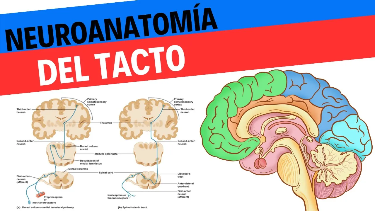 Neuroanatomía y fisiología del tacto y el sistema somatosensorial