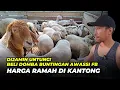 Download Lagu Harga Domba Buntingan Awassi Full Blood Murah | @AGROTV9 