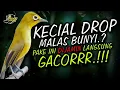 Download Lagu Masteran Kecial Kuning DIJAMIN Ampuh Bikin KECIAL DROP MALAS BUNYI Langsung GACOR‼️| PEPADU KECIAL