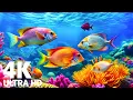 Download Lagu Underwater Wonders 4K | Marvel at Sea Animal in The Best 4K Aquarium 🐳 Blue Ocean