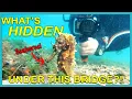 Searching for Seahorses Blue Heron Bridge Scuba Diving