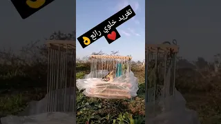 تغريد خلوي جديد 2023 