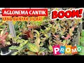 Download Lagu Aglonema Cantik yang banyak dicari‼️ Ekonomis aja biar muter ~ 963
