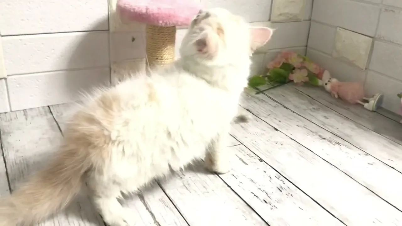 動画